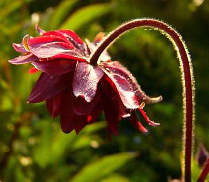 Aquilegia Hybrida